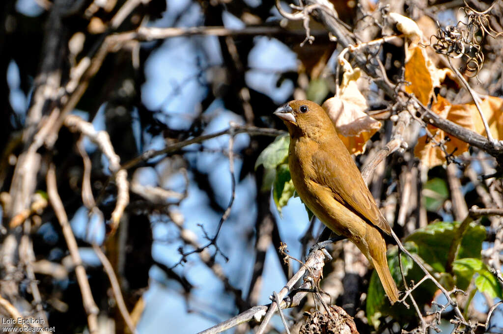 Guiraca bleu femelle adulte, identification