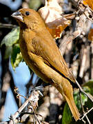 Blue Grosbeak