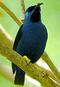 Purple Honeycreeper