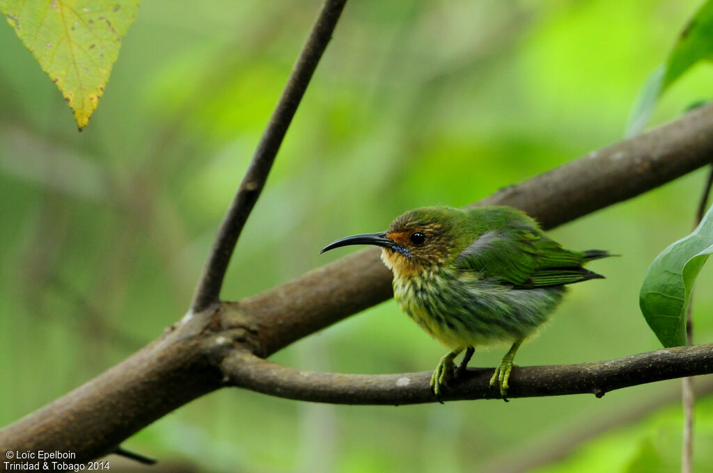 Purple Honeycreeper