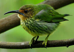 Purple Honeycreeper