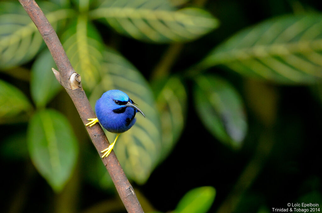 Purple Honeycreeper