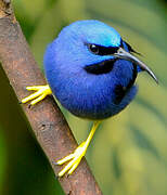 Purple Honeycreeper