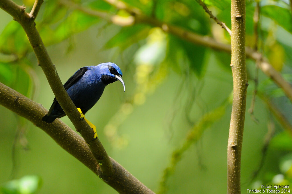 Purple Honeycreeper