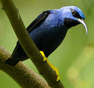 Purple Honeycreeper