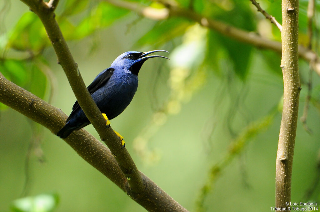 Purple Honeycreeper