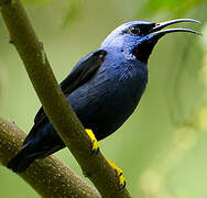 Purple Honeycreeper