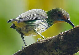 Purple Honeycreeper