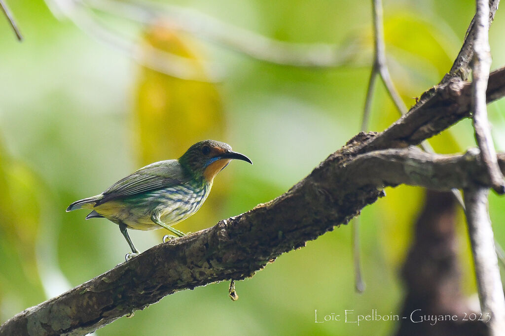 Purple Honeycreeper