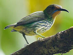 Purple Honeycreeper