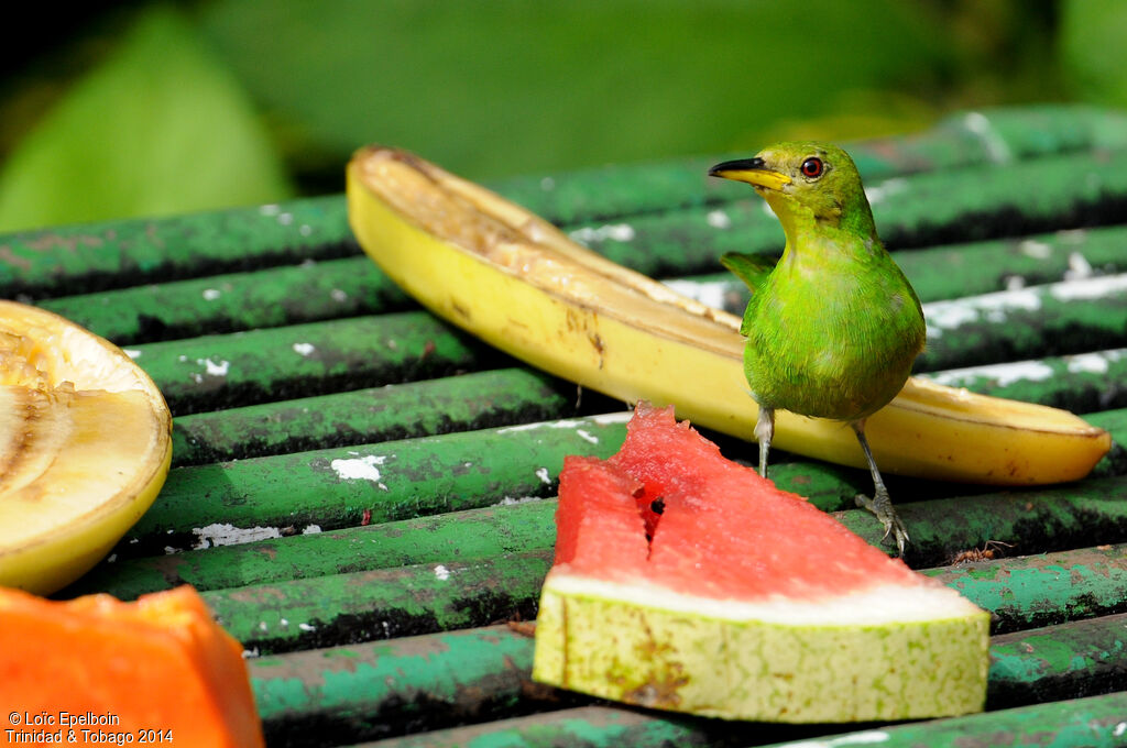 Green Honeycreeper