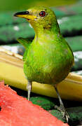 Green Honeycreeper