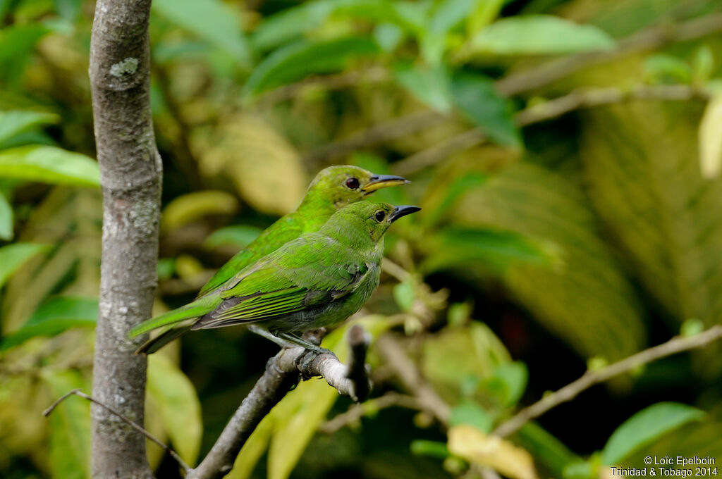 Green Honeycreeper