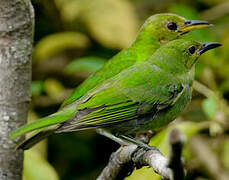 Green Honeycreeper