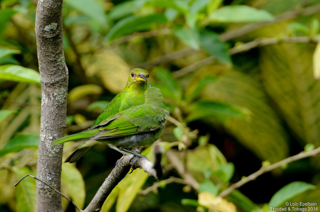 Green Honeycreeper