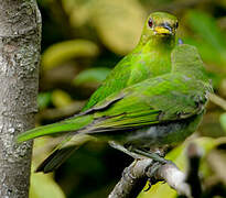 Green Honeycreeper