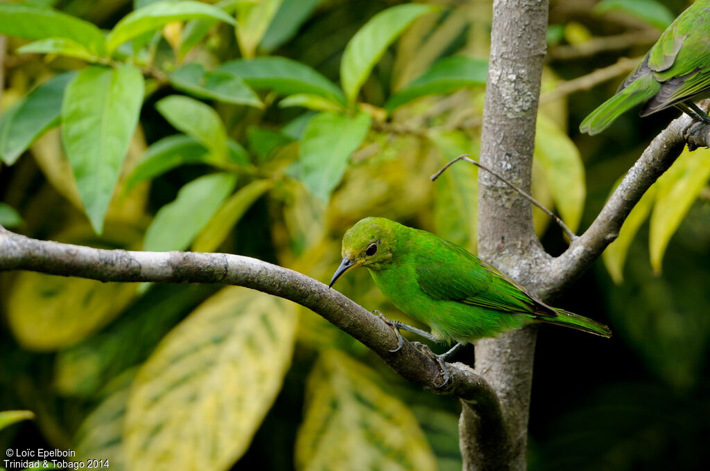 Green Honeycreeper