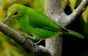 Green Honeycreeper