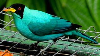 Green Honeycreeper