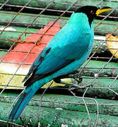 Green Honeycreeper