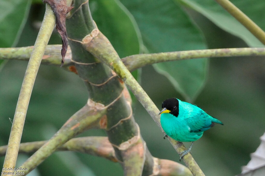 Green Honeycreeper