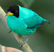 Green Honeycreeper