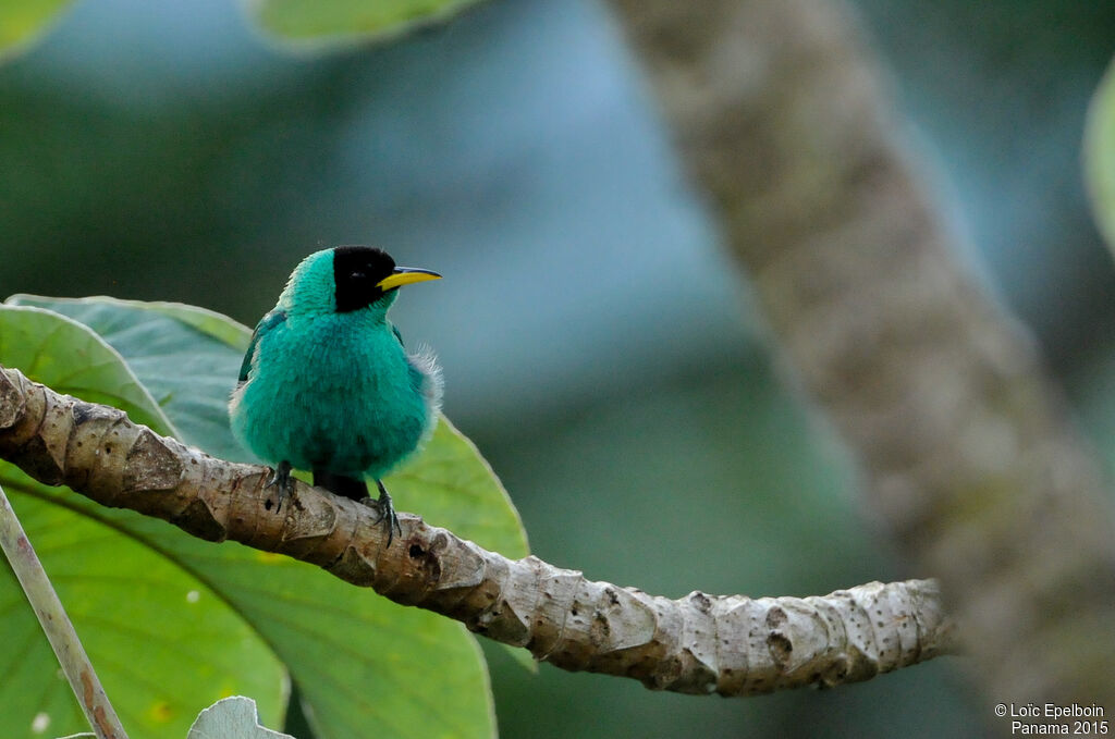 Green Honeycreeper