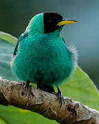 Green Honeycreeper