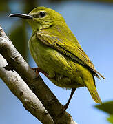 Red-legged Honeycreeper