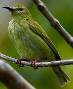 Red-legged Honeycreeper