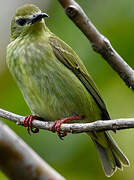 Red-legged Honeycreeper
