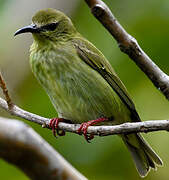 Red-legged Honeycreeper