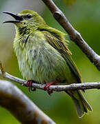 Red-legged Honeycreeper