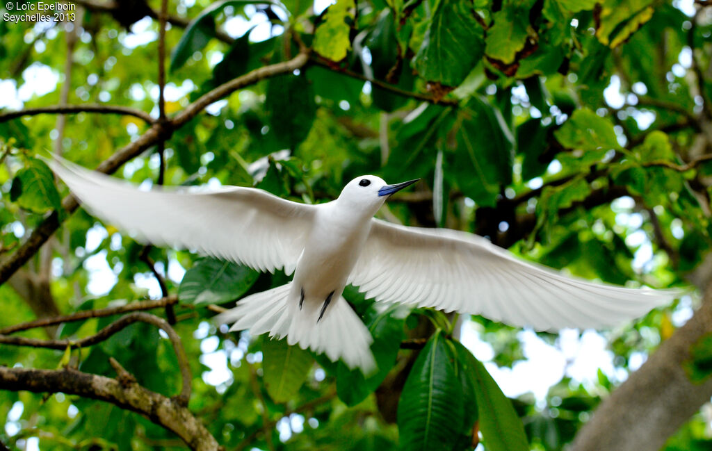 White Tern