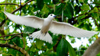 White Tern