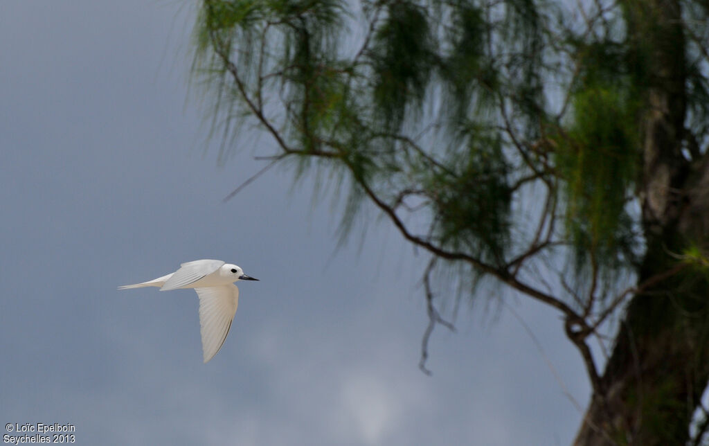 White Tern