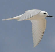 White Tern