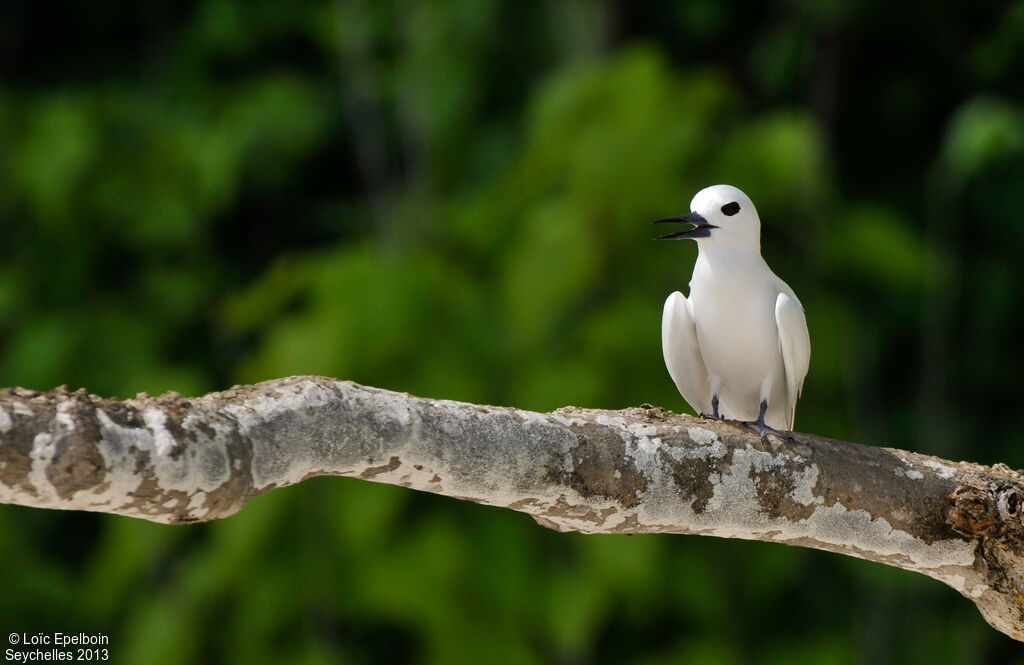 White Tern