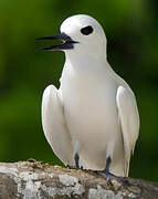 White Tern