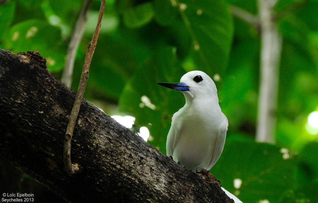 Gygis blanche