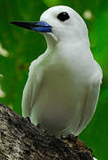 White Tern