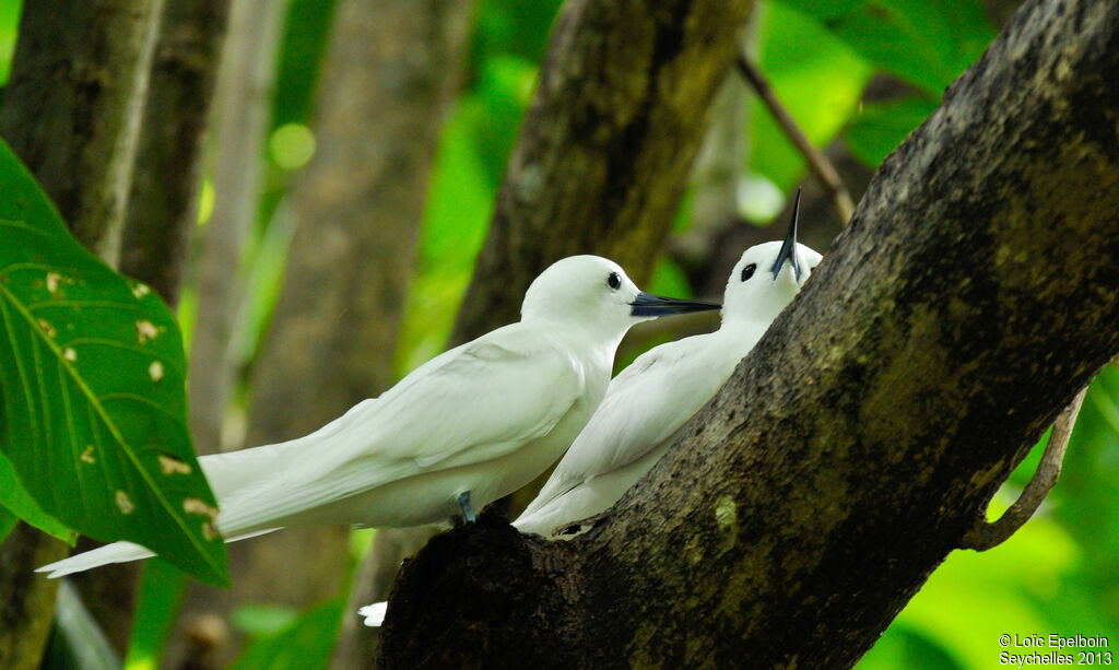 White Tern