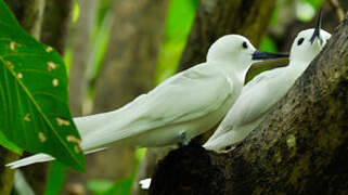 White Tern