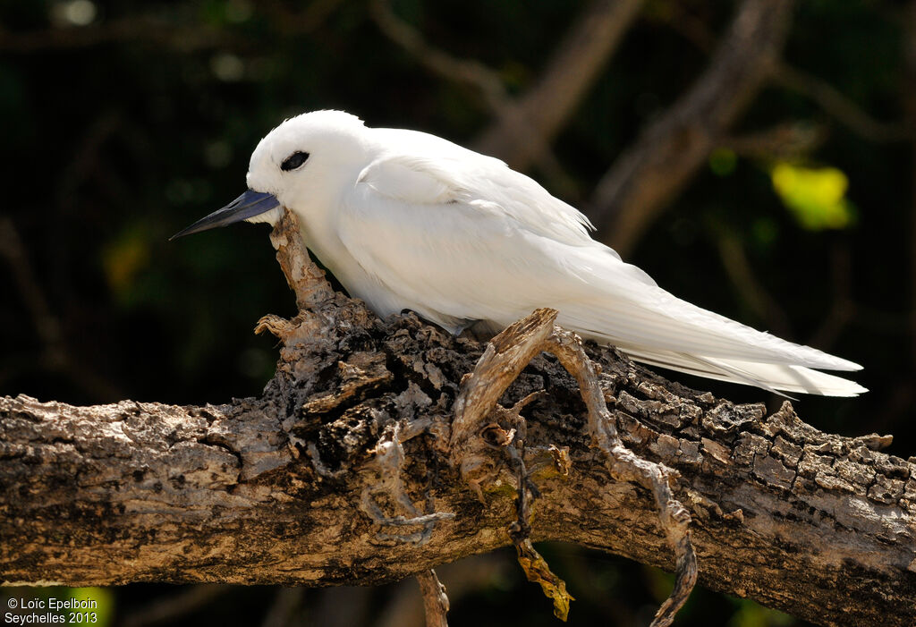 White Tern