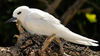 White Tern