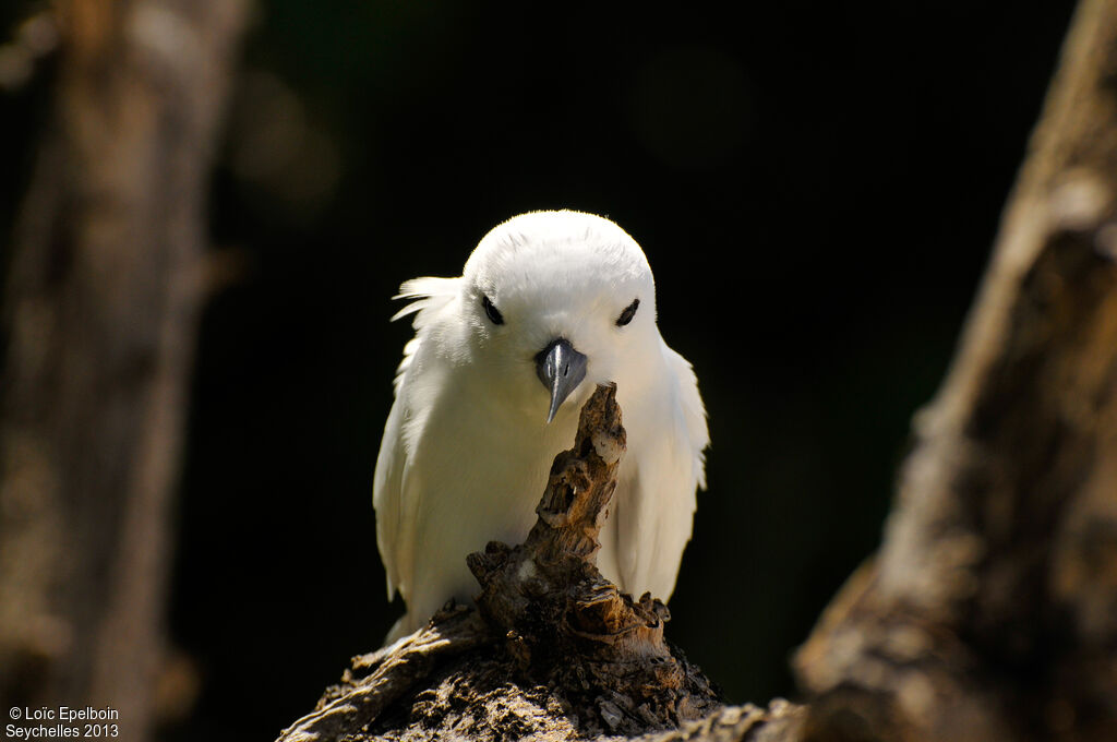 Gygis blanche