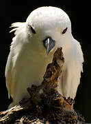 White Tern