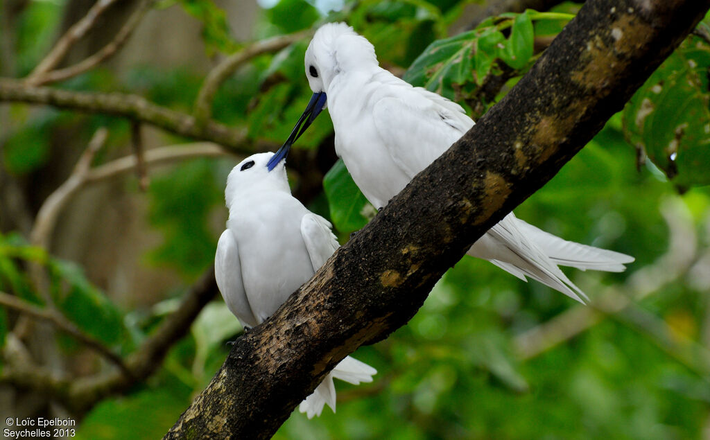 White Tern