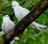 White Tern