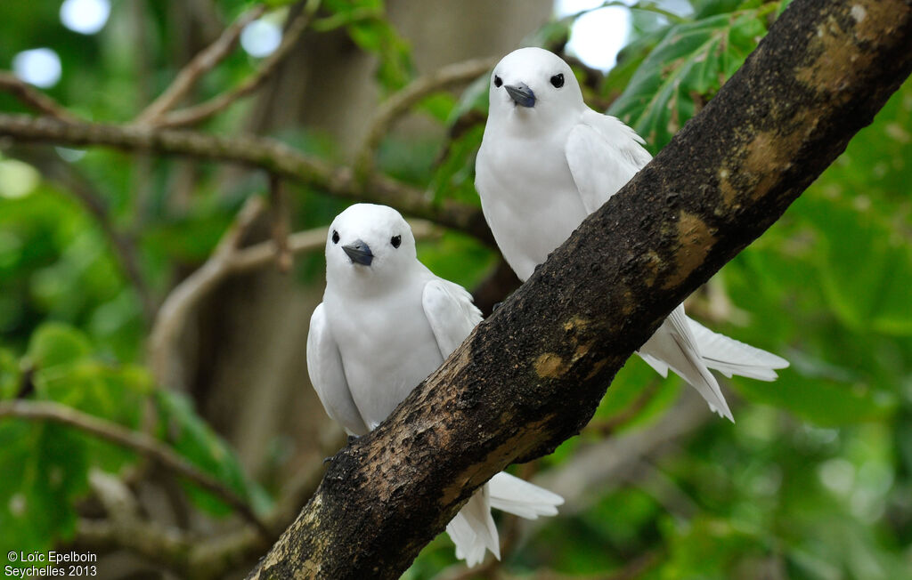 White Tern